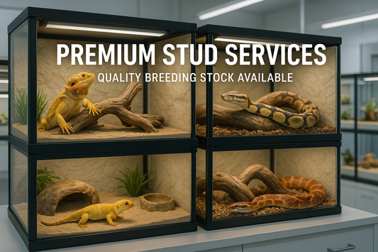 Stud Services offer clients access to proven, high-quality male animals for natural mating